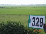 131880329b-irrigated-canal-rice.gif
