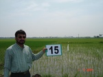 12586015b-irrigated-canal-rice-delta.gif