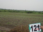 124510121c-rainfed-agriculture-sunflower.gif