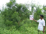 1055265-plantation-young-multipurpose-c.gif