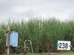 128490238c-irrigated-supplemental-groundwater-sugarcane.gif