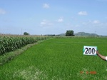 70730200c-irrigated-supplemental-groundwater-rice-dominant-maize-doublecrop.jpg