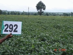 73640292b-rainfed-agriculture-soyabean-doublecrop-wheat.jpg