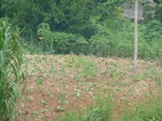 20827P1020687.JPG