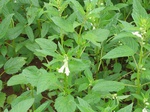 827533-sesamum-crop-close-look.jpg