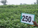 72240250a-rainfed-agriculture-cotton-gram.jpg