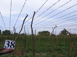 1048338-cropland-bitter-guard-wines-a.gif
