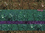 11648080-Irrigated (Surface water) cotton-very healthy-b.jpg