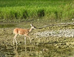 2017-07-03_14-40-58_1lakecreekdry1.jpg
