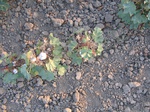 8167vp-052-Irrigated (Surface water) cotton-a.jpg