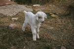 4248IMG_8887.JPG