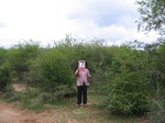 821007-shrubland-degaradeda.jpg