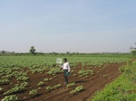 7793gt035a-cropland-rainfed-mixed-crops.jpg