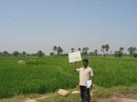 7724gt0126a-cultivated-irrigated-rice-large-area.jpg