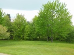2017-05-31_16-37-46_5-30-17 West.JPG