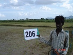70890206b-irrigated-canal-rice.jpg