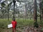 12325GT222_oilpalm_plantation_with_chromolaena.JPG