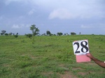 826228-cropland-rainfed-1yr-fallowa.jpg