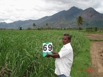 6336069a-irrigated-supplemental-tank-openwell-borewell-sugarcane-maize-onion-singlecrop.jpg