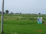 70570195b-irrigated-supplemental-groundwater-rice-dominant-sugarcane.jpg