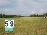 6303059a-irrigated-canal-rice-3crops.jpg