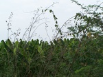 485302052008(48).JPG