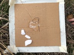 2020-10-30_10-44-36_Lake Arcadia Feb 15-2020 Trap 9.png