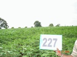71500227a-rainfed-agriculture-mixedcrop-sunflower-dominant-sorghum.jpg