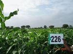 71490226c-rainfed-agriculture-sorghum.jpg