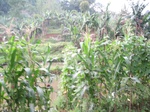 15326IMG_4165.JPG