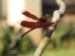 14965IMG_5360.JPG
