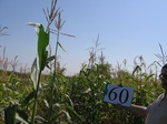 8093060-Irrigated (Surface water) maize-b.jpg