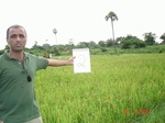 5995002b-irrigated-groundwater-valleybottom-rice.jpg