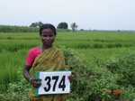 76340374a-irrigated-supplemental-groundwater-mixedcrop-rice-dominant-sugarcane.jpg