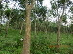 2012-09-26_20-48-18_CIMG1108.JPG