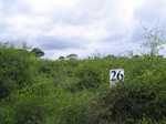 825726-shrubland-degradeda.jpg