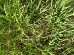 1800320091222_gt01b_Agriculture_Rice_Irrigated_Triple_Continous.JPG