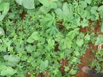 20090P1010941.JPG