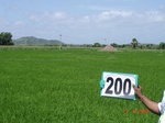 70720200b-irrigated-supplemental-groundwater-rice-dominant-maize-doublecrop.jpg