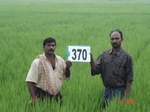 76190370a-irrigated-canal-rice-doublecrop.jpg