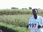 127130197b-irrigated-supplemental-groundwater-tubewell-mixedcrop-maize-turmeric-chilli.gif