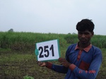 72270251a-irrigated-rainfed-agriculture-groundwater-sugarcane-dominant-cotton.jpg