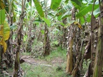 822713-plantation-banana-b.jpg