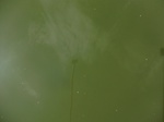 58243CIMG2690.JPG
