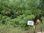 76740385d-rainfed-agriculture-plantation-papertree-pinetree-cotton.jpg