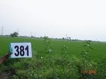 133630381b-irrigated-canal-rice.gif