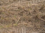 4608RIMG0045.JPG