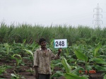 72170248b-irrigated-supplemental-groundwater-banana-dominant-sugarcane.jpg