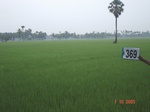 133150369a-irrigated-canal-rice-doublecrop-greengram-blackgram-thirdcrop.gif