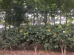 2017-09-12_05-00-14_4237063E-E881-48A0-8E44-1E944D0EC7BB.jpg